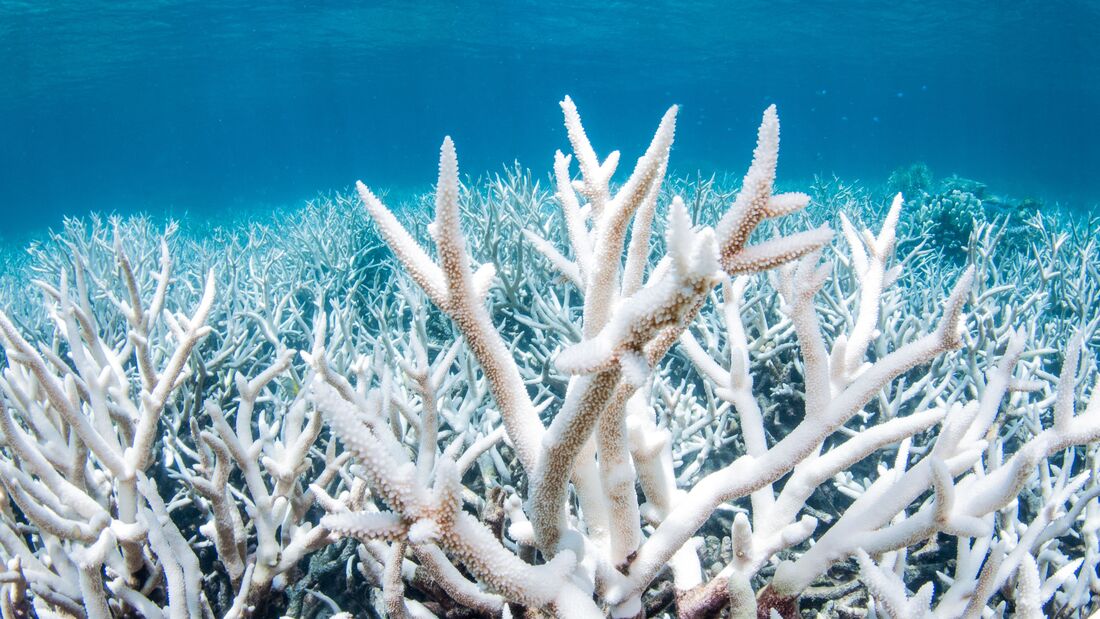 Corals - Climate change has effected animals learn about it!